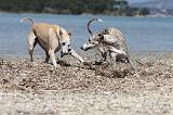 WHIPPET 005